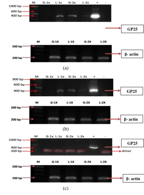 Gambar  2.Deteksi  gen  GP25  dan  kontrol  internal  β-aktin  pada  ginjal  (G)  dan  limpa  (L)  pada  hari  ke-1  (a)  dan  hari  ke-3  (b)  setelah  pemberian  pakan  perlakuan