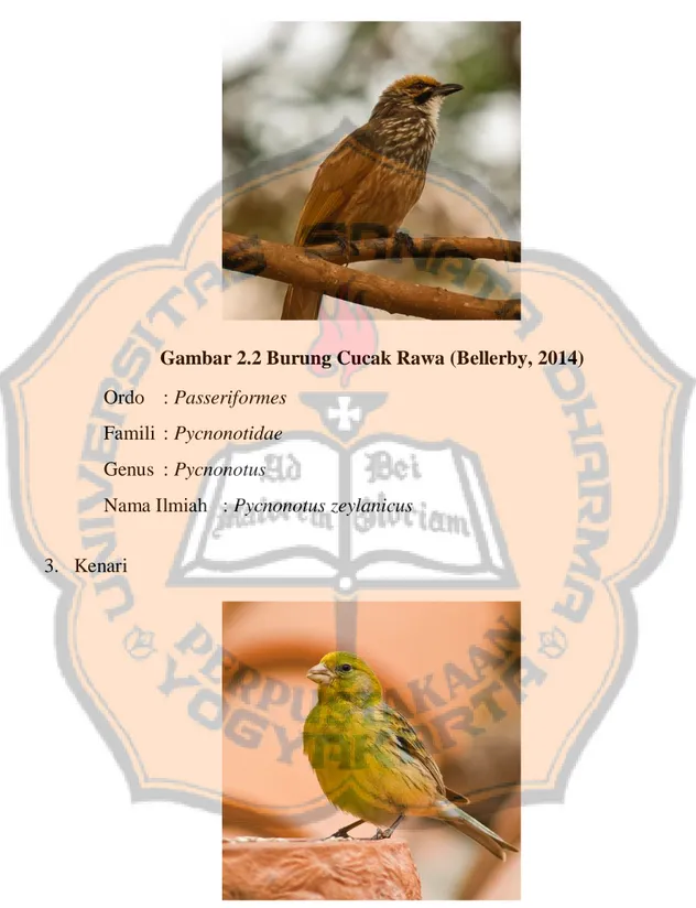 Gambar 2.2 Burung Cucak Rawa (Bellerby, 2014)  Ordo  : Passeriformes 