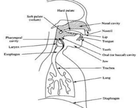 Gambar 2.1 Organ Produksi Suara Manusia  Organ  tubuh  yang  terlibat  pada  proses  produksi  suara  adalah  :  paru-paru,  tenggorokan  (trachea),  laring  (larynx),  faring  (pharynx),  pita  suara  (vocal  cord),  rongga  mulut  (oral  cavity),  rongga