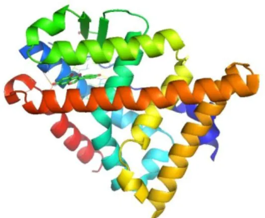 Gambar  1. Reseptor Estrogen β (1QKM)  dengan  Estrogen 