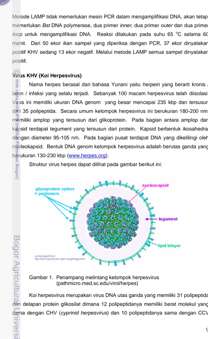 Gambar 1.  Penampang melintang kelompok herpesvirus                     (pathmicro.med.sc.edu/virol/herpes) 
