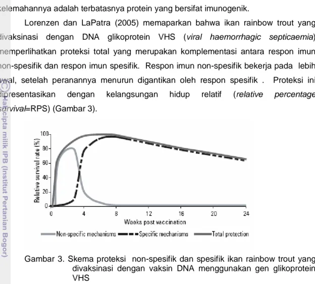 Gambar 3. Skema proteksi  non-spesifik dan spesifik ikan rainbow trout yang  divaksinasi  dengan  vaksin  DNA  menggunakan  gen  glikoprotein  VHS 
