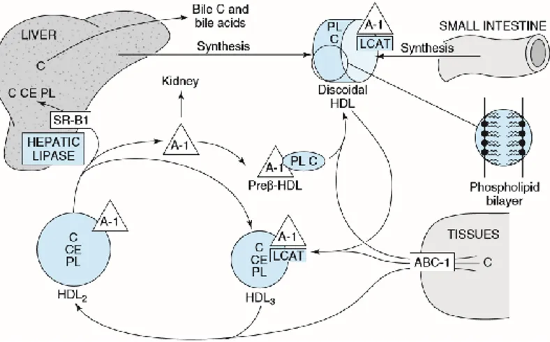 Gambar 1. Metabolisme HDL menurut Murray (2006) 