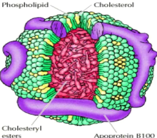 Gambar 2.1  Struktur Lipoprotein  Sumber : Adam John MF,2006 
