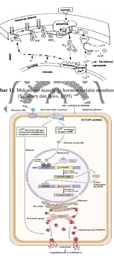 Gambar 11. Mekanisme masuknya hormon melalui membran plasma (Salisbury dan Ross, 1995)