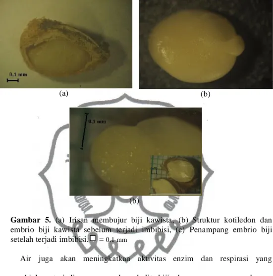 Gambar  5. (a)  Irisan  membujur  biji  kawista, (b)  Struktur  kotiledon  dan  embrio  biji  kawista  sebelum  terjadi  imbibisi,  (c)  Penampang  embrio  biji  setelah terjadi imbibisi