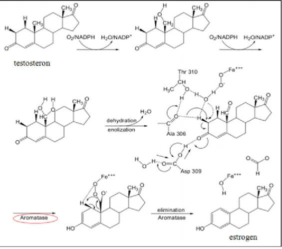 Gambar 5. Peran aromatase dalam mengubah hormon testosteron  menjadi hormon estrogen (Suvannang et al., 2011)