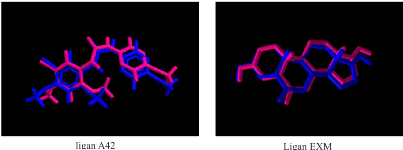 Gambar 7. Perbandingan konformasi struktur kristalografi x-ray ligand (biru)  dan hasil simulasi penambatan dengan software Molegro Virtual Docker (MVD) 