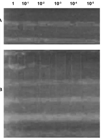 Gambar 2.  Hasil pengamatan agarose elektroforesis  reaksi PCR (A) dan  LAMP (B) dengan  menggunakan seri pengenceran template  DNA insang yang positif  KHV