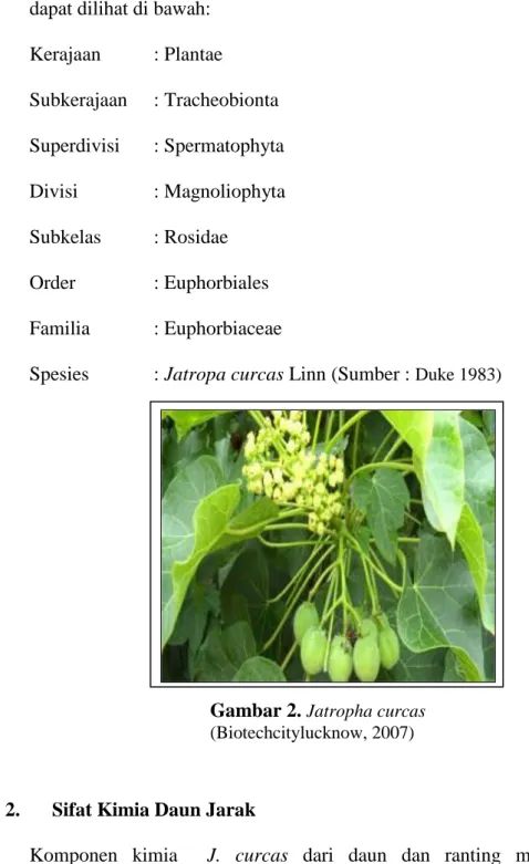 Gambar 2.  Jatropha curcas  (Biotechcitylucknow, 2007)