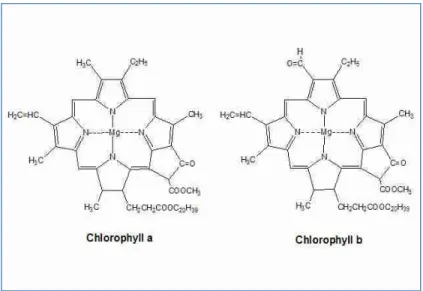 Gambar 17 Struktur klorofil a dan klorofil b (Best, B) 