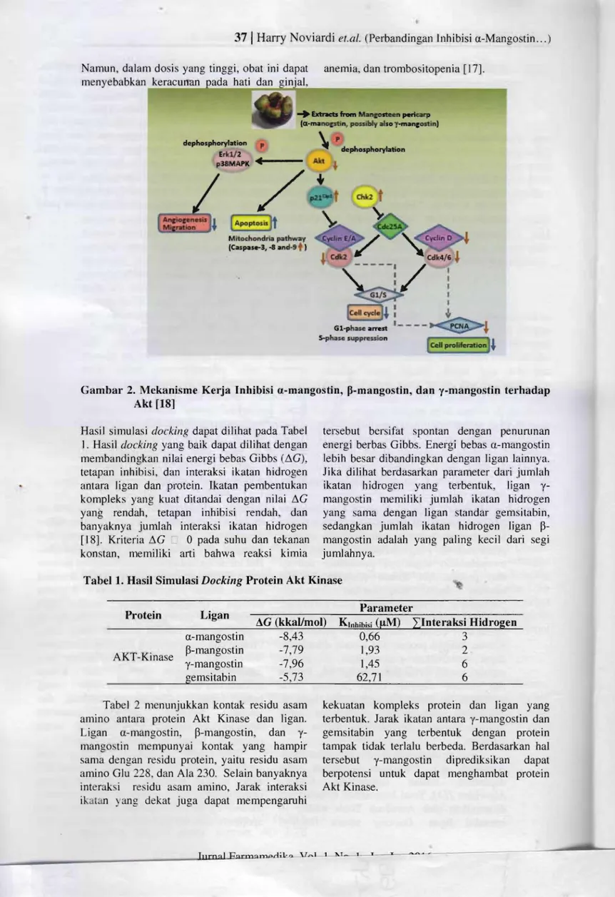 Gambar 2.  Mekanisme  Kerja  Inhibisi  a-mangostin,  ~-mangostin,  dan y-mangostin  terhadal p  A' kt [18] 