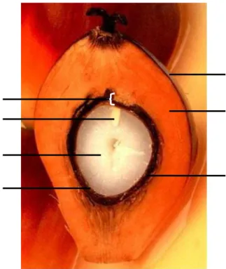 Gambar 1. Stuktur benih kelapa sawit (Sumber: Kurnila, 2009) 