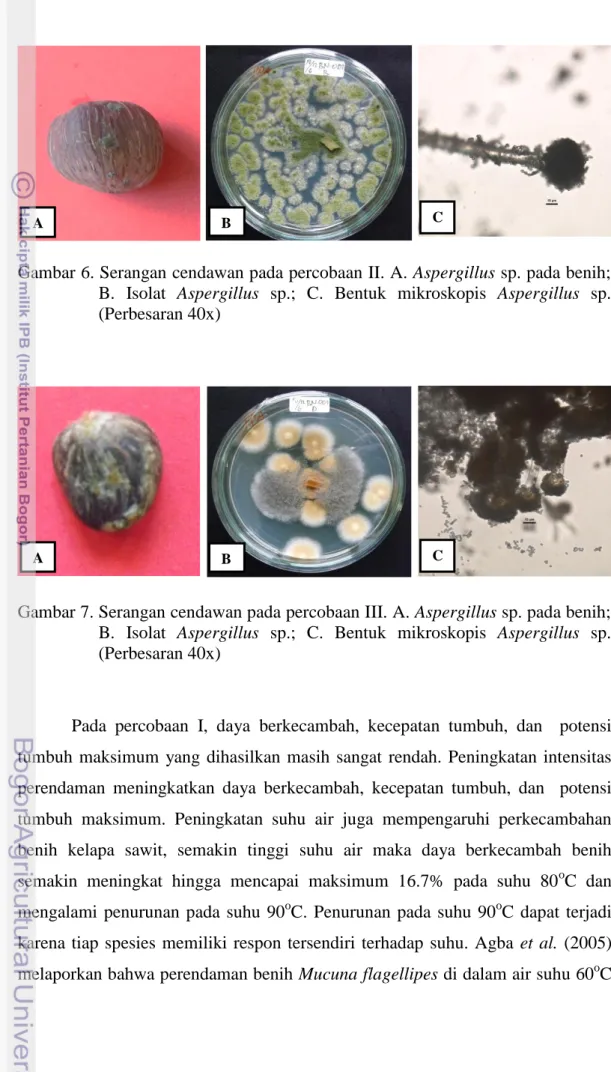 Gambar 7. Serangan cendawan pada percobaan III. A. Aspergillus sp. pada benih; 