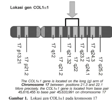 Gambar 1. Lokasi gen COL1 α 1 pada kromosom 17