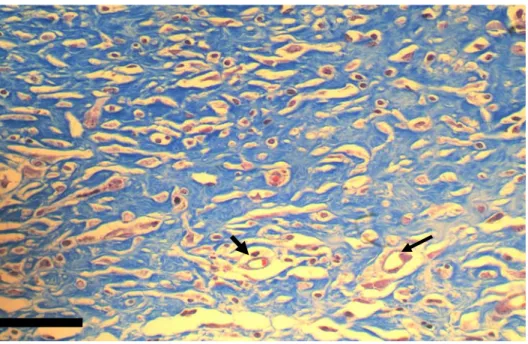 Gambar 11 Neovaskularisasi yang yang terbentuk pada jaringan luka dengan  perlakuan salep ekstrak etanol rimpang kunyit pada hari ke 14