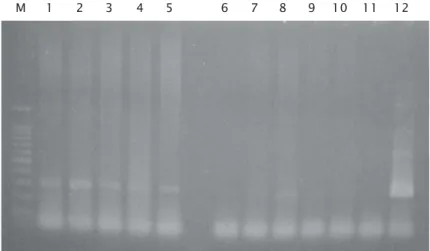 Figure 3. Koi Herpes Virus detection results (KHV) on carp test at week 1 &amp; 2 after administration of artificial infection