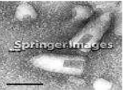 Gambar 1. Gambaran elektron mikroskop virus BEF. 