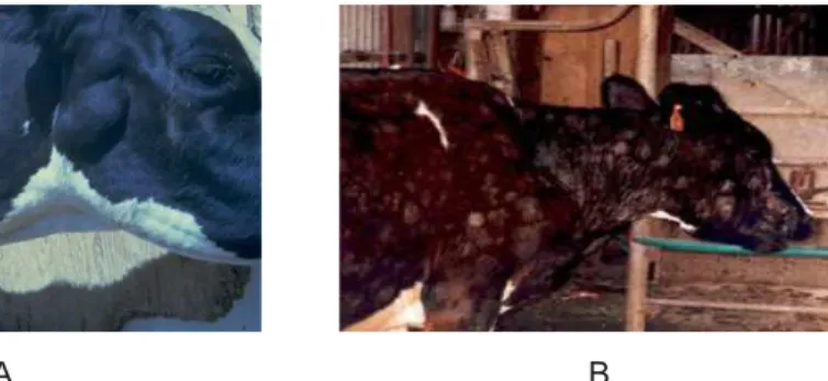 Gambar 2. Gejala klinis sapi penerita EBL, A) tampak adanya pembesaran  kelenjar limfe, B) lesi kulit dan tumor pada kelenjar limfe