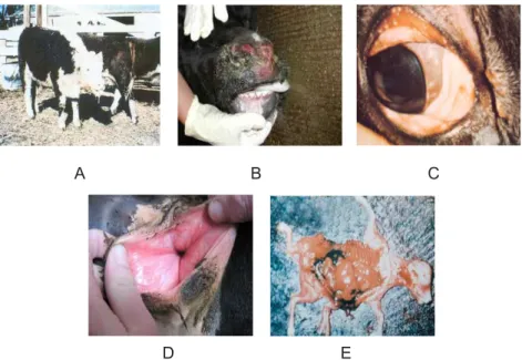 Gambar 2.  Gejala klinis sapi penderita IBR. A dan B) Bentuk pernafasan; 