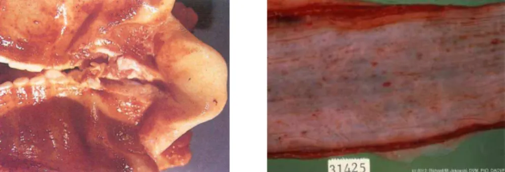 Gambar 3.  Patologi anantomi sapi penderita IBR. A) Inﬂ amasi akut pada  laring dan trachea, B) ulser pada oesofagus