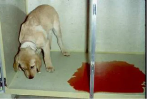 Gambar 2. Gejala klinis anjing penderita infeksi parvovirus. 
