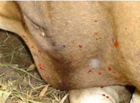 Gambar 2. Keringat darah yang keluar dari sapi penderita Penyakit Jembrana.