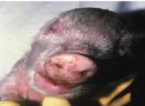 Gambar 2. Gejala klinis pada anak babi berupa lesi pada hidung. 