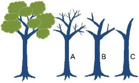 Gambar 11. Tingkat keutuhan pohon mati berdiri (diadaptasikan dari Solichin 2009)