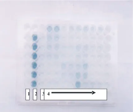 Gambar 1. Contoh hasil ELISA serum mencit balb/c yang divaksinasi terhadap antigen Ca.