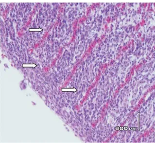 Gambar 4. Sel-sel epitel insang ikan mas (Cyprinus carpio) mengalami hiperplasia, adesi dan kongesti sedang ( ––&gt; ) (Hematoksilin dan eosin, 450x.).