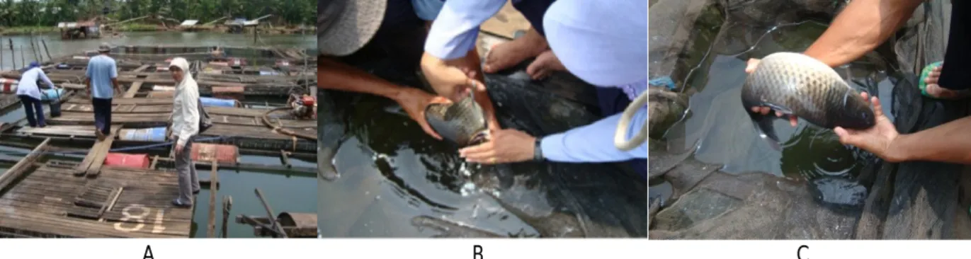 Gambar 1. Lokasi sampling di Sungai Awangbangkal di Kecamatan Karangintan, Banjarmasin, Kalimantan Selatan (A), pengambilan sampel  jaringan insang (B), ikan mas yang berukuran ±1 kg (C).