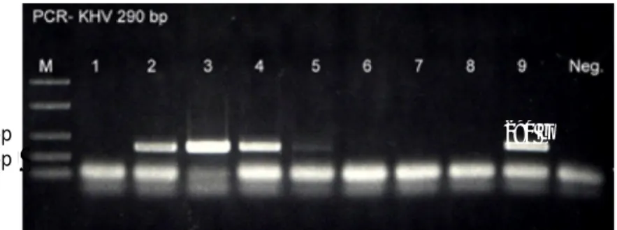 Gambar 3. Amplifikasi  PCR  menggunakan  primers  dengan  target  berat  molekul  290  bp.