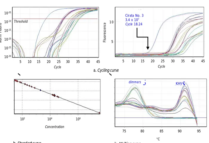 Gambar 5. Kurva/grafik hasil analisa Real Time Quantitatif Polymerase Chain Reaction, (a) kurva amplifikasi dan (b) kurva standar (c) kurva melting sampel ikan mas dari berbagai daerah budidaya.