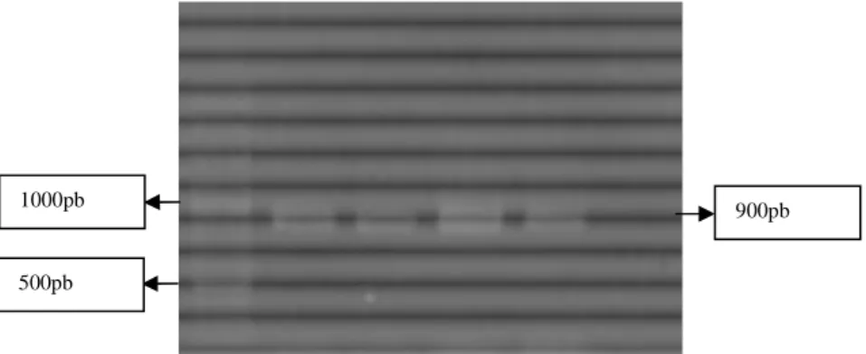Gambar 1. Hasil RT-PCR menggunakan penanda molekuler gen env-su (M=100 pb DNA Marker; 1-4 Sam- Sam-pel RNA; 5= Kontrol Negatif)  