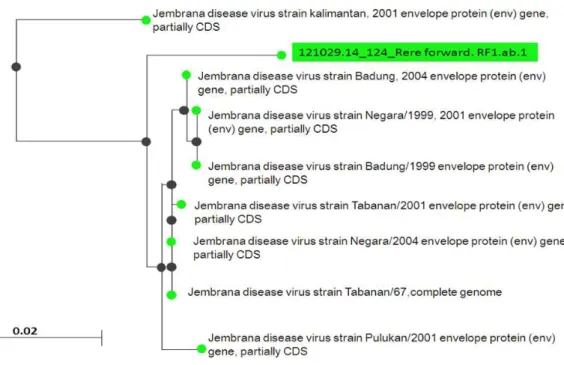 Gambar 2.  Hasil Blast sekuens gen env SU  sampel dengan gen env SU virus              Jembrana yang ada pada GenBank-NCBI  