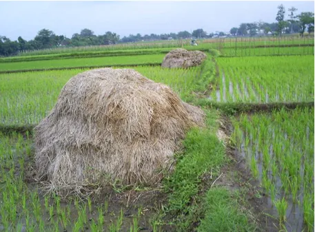 Gambar 1. Pengomposan jerami padi sisa panen di Desa Bakalan Kec. Polokarto Kab. 