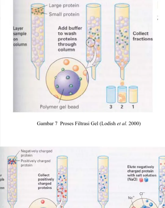 Gambar 8  Proses Kromatografi Pertukaran Anion (Lodish et al. 2000) Gambar 7  Proses Filtrasi Gel (Lodish et al