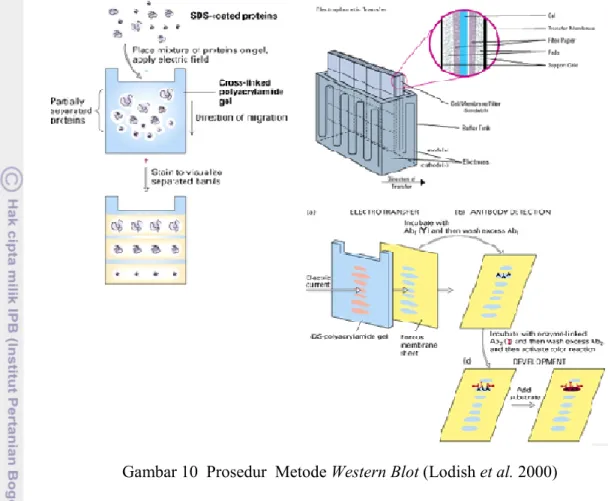 Gambar 10  Prosedur  Metode Western Blot (Lodish et al. 2000) 