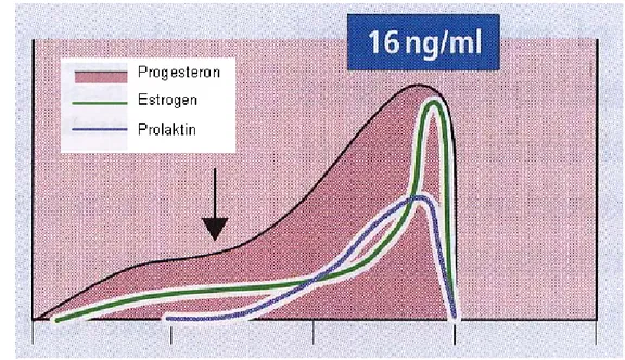 Gambar 3  Pola hormon dalam plasma darah domba saat bunting. Garis panah                      menunjukkan saat dimana ovariektomi (Johnson &amp; Everitt 2000)