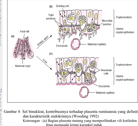 Gambar 4  Sel binukleat, kontribusinya terhadap plasenta ruminansia yang definitif  dan karakteristik endokrinnya (Wooding 1992)  