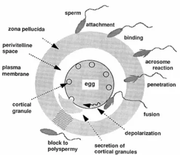 Gambar 1. Tahap-tahap fertilisasi pada mamalia (Takasaki et al., 1999). 