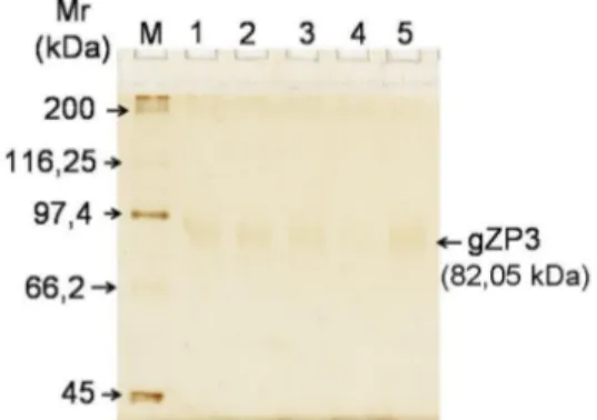 Gambar 2. Analisis Isolasi Protein gZP3 dengan SDS-PAGE  12 %  (M : marker  ;  1, 2, 3, 4 dan 5 : sampel gZP3) 