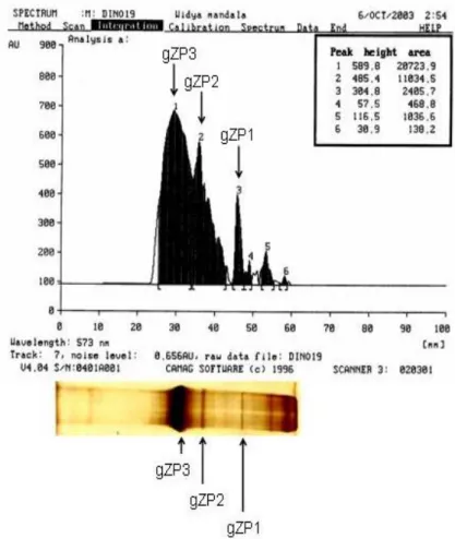 Gambar 4. Analisis Protein gZP Hasil SDS-PAGE dengan Densitometri   pada Panjang Gelombang 573 nm 