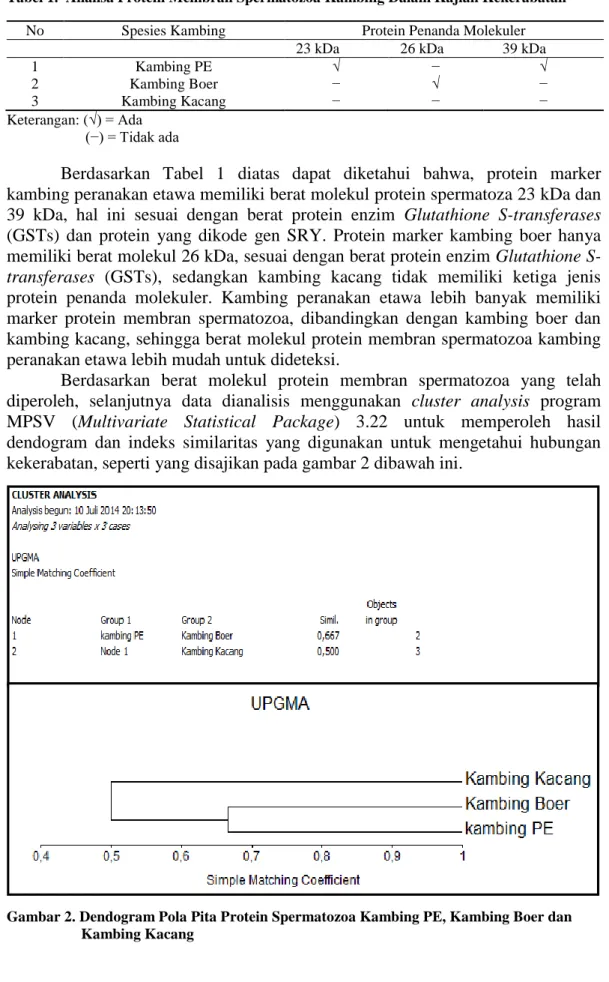 Gambar 2. Dendogram Pola Pita Protein Spermatozoa Kambing PE, Kambing Boer dan                Kambing Kacang 