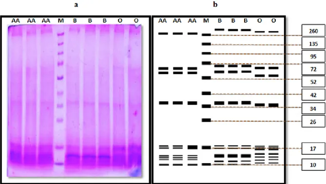 Gambar 1. (a)Gambar Hasil Elektroforesis SDS-PAGE (b) Zimogram Hasil Elektro-foresis SDS PAGE, (AA) Crude Protein Sapi Aberdeen-Angus, (B) Crude Protein Sapi Bali, (M)  Protein Marker Spectra TM Multicolor Broad Range Protein Ladder SM184, (O) Crude  Prote