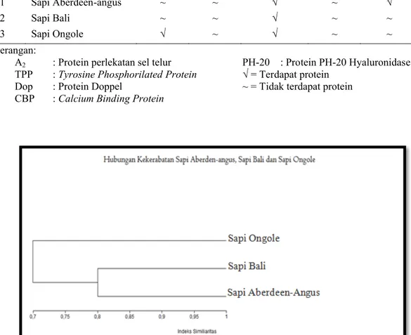 Tabel 1. Tabel Analisa Profil Protein Spesific Spermatozoa antara Sapi Aberdeen-Angus, Sapi Bali,  dan Sapi Ongole Dalam Pendekatan Kekerabatan Sapi
