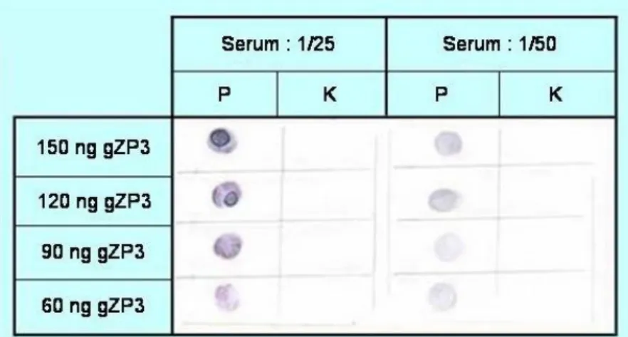 Gambar  2. Hasil  analisis  dot  blot  antibodi  gZP3  (AbgZP3)  asal  mencit  (Mus  musculus)  terhadap  protein  gZP3