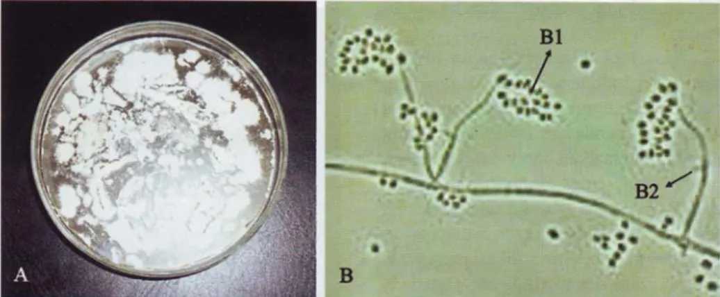 Gambar 2. Kapang Beauveria bassiana pada media potato dextrose agar (A); 