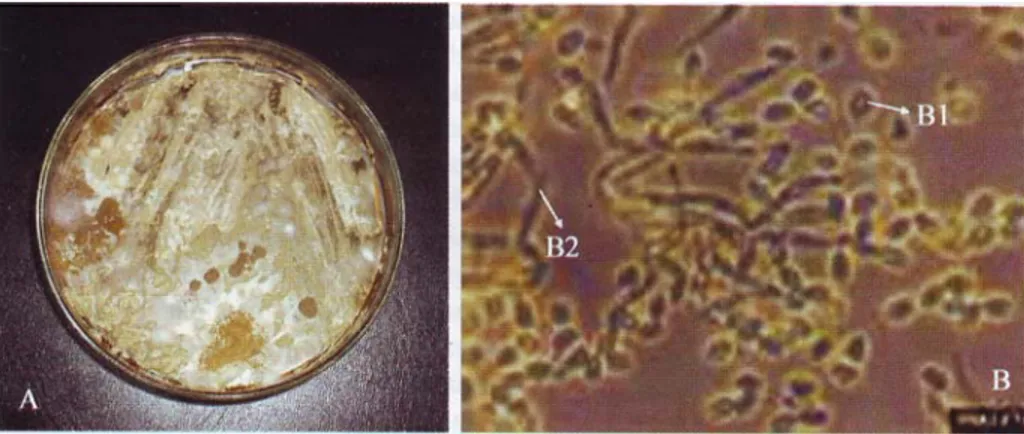 Gambar 3. Kapang Metarhizium anisopliae pada media potato dextrose agar (A); 